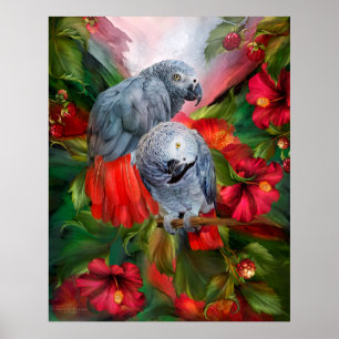 Tropikandar - afrikanska Greys Poster