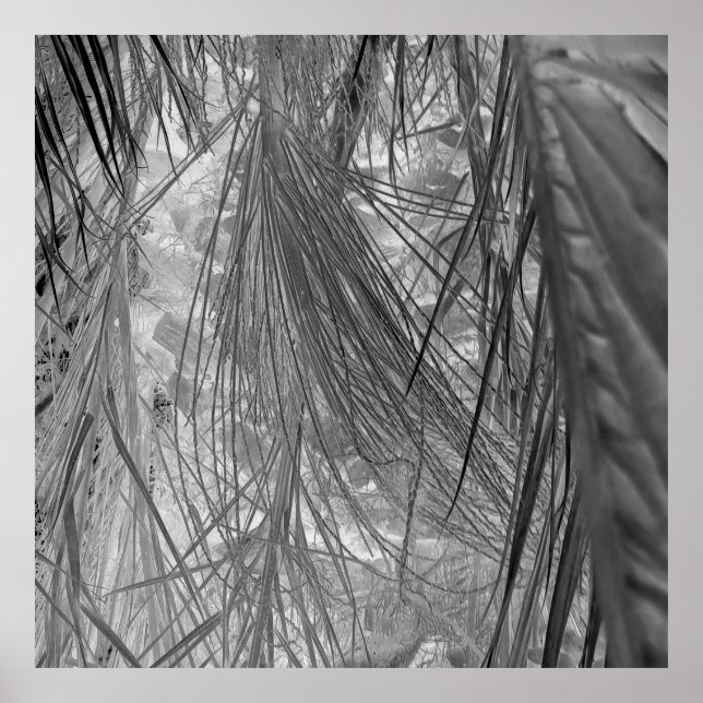 Tropikarnas viskare poster (Framsidan)