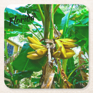Tropisk bananpalmträd St Augustine Florida Underlägg Papper Kvadrat