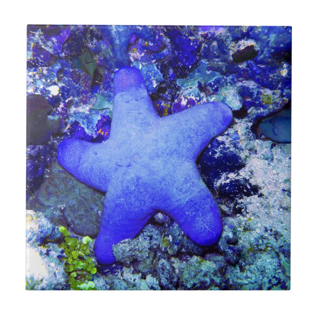 Tropisk blåttsjöstjärna som vilar på Undersea Kakelplatta (Framsidan)