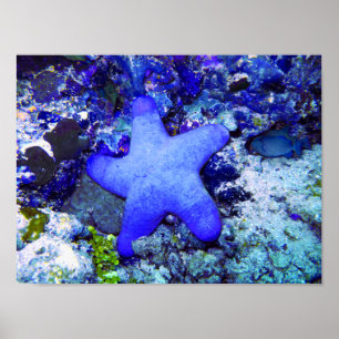 Tropisk blåttsjöstjärna som vilar på Undersea Poster