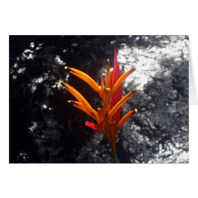 tropisk blomma hälsningskort (Framsidan Horizontal)