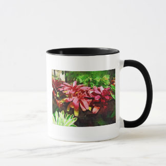 tropisk bromeliad, fairchild tropisk trädgård, mia mugg