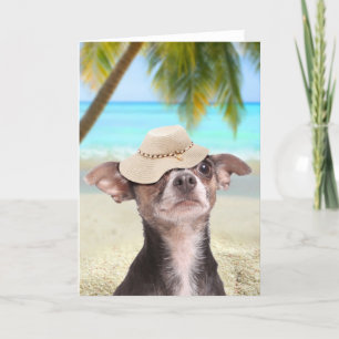 Tropisk chihuahua på semester kort