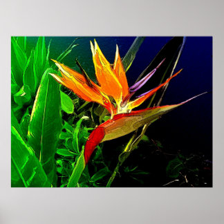 Tropisk fågel poster