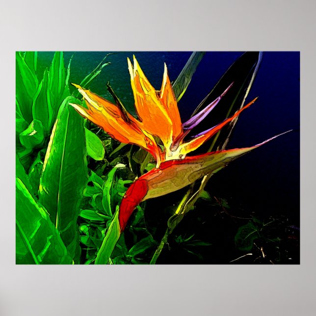 Tropisk fågel poster (Framsidan)