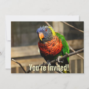 Tropisk Fågelinbjudan Lorikeet Parakit Inbjudningar