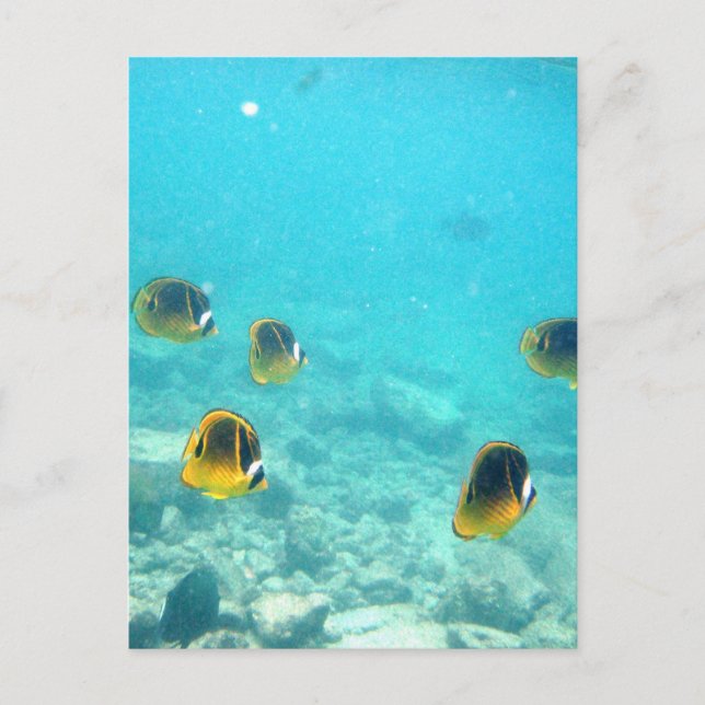 Tropisk fisk i Hawaii Vykort (Framsida)