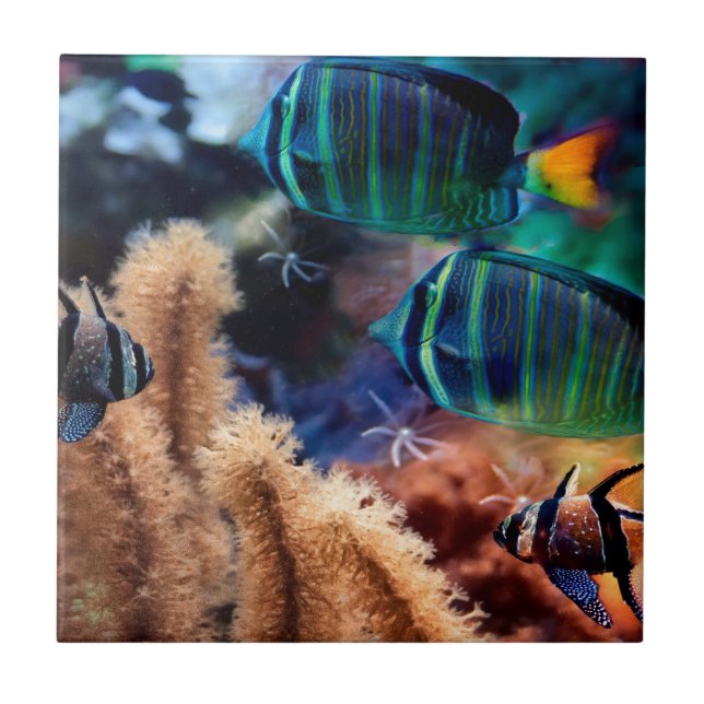 Tropisk fisk kakelplatta (Framsidan)