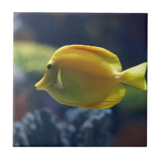 tropisk fisk kakelplatta