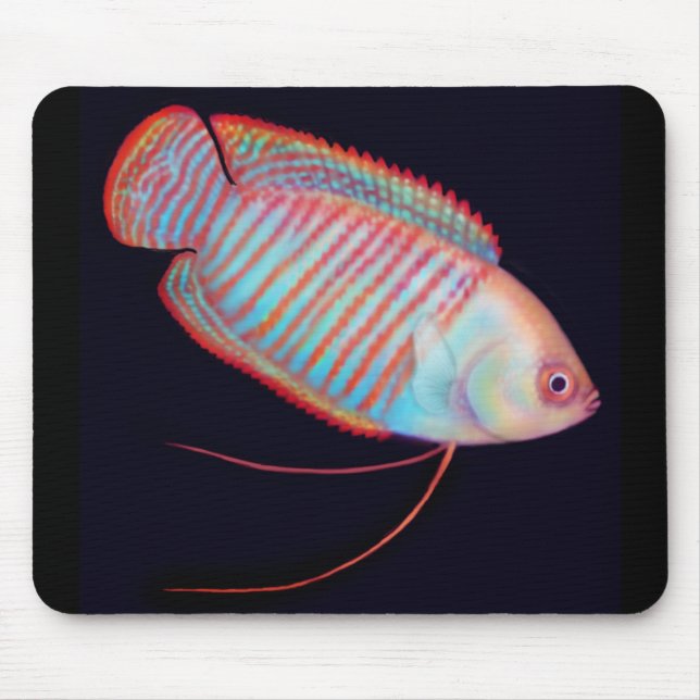 Tropisk fisk Mousepad för dvärg- Gourami Musmatta (Framsidan)