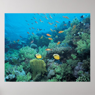 Tropisk fisk som simmar över reven poster