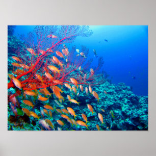Tropisk fisk under havskorallrev poster