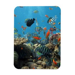 Tropisk fiskkaos magnet