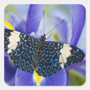 Tropisk fjäril Lila Iris Fyrkantigt Klistermärke