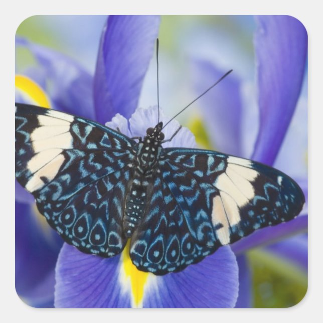 Tropisk fjäril Lila Iris Fyrkantigt Klistermärke (Framsida)