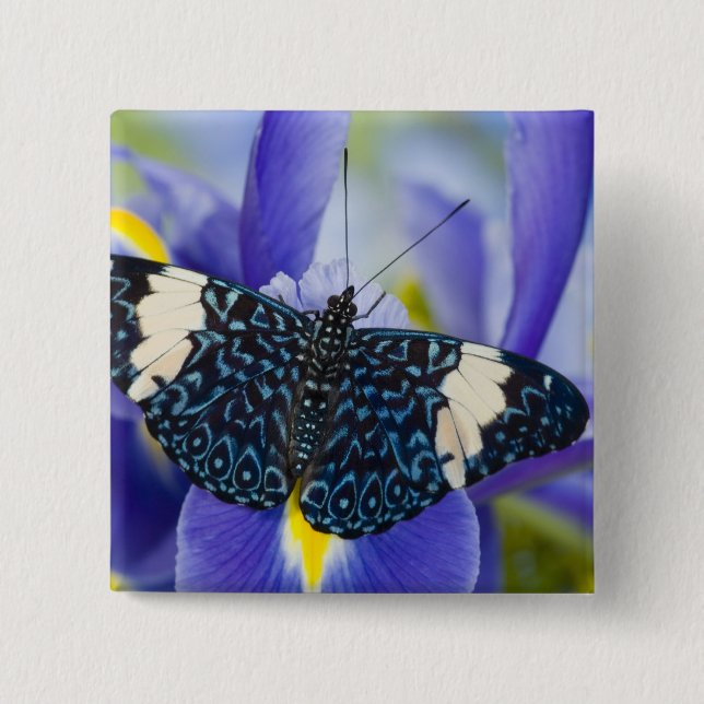 Tropisk fjäril Lila Iris Knapp (Framsida)