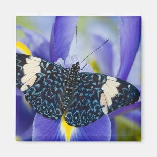 Tropisk fjäril Lila Iris Magnet