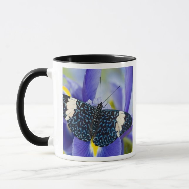 Tropisk fjäril Lila Iris Mugg (Vänster)
