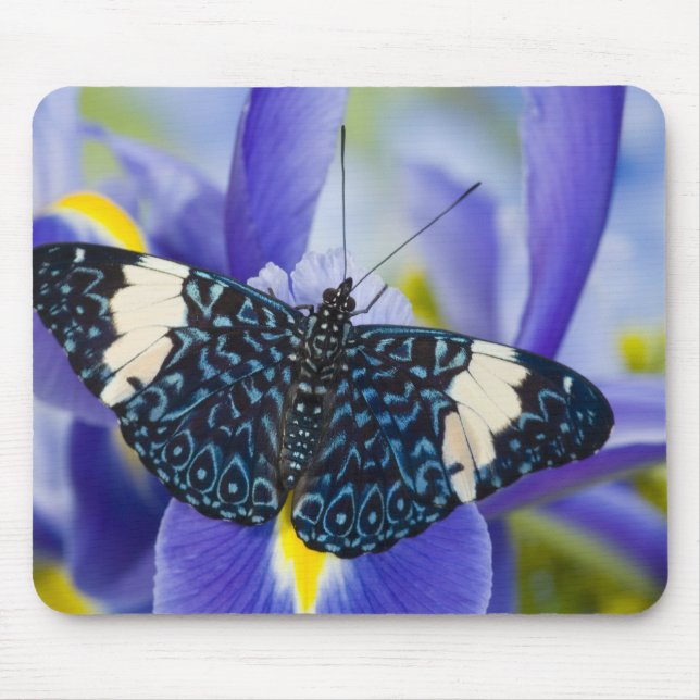 Tropisk fjäril Lila Iris Musmatta (Framsidan)