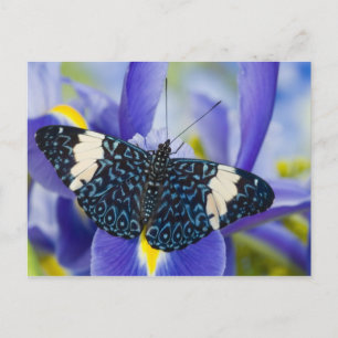 Tropisk fjäril Lila Iris Vykort