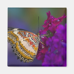 Tropisk fjäril på lila blommor magnet
