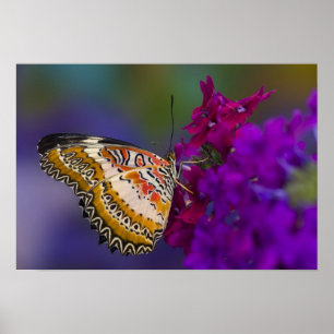 Tropisk fjäril på lila blommor poster
