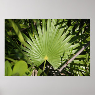 Tropisk fläkt poster