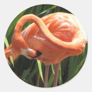 Tropisk Flamingoklistermärke Runt Klistermärke