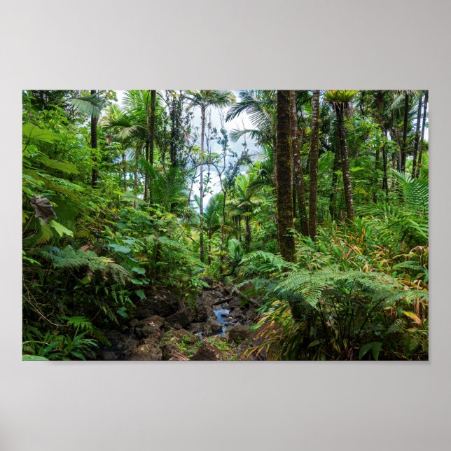 Tropisk flora av el-unque regnskog poster (Framsidan)