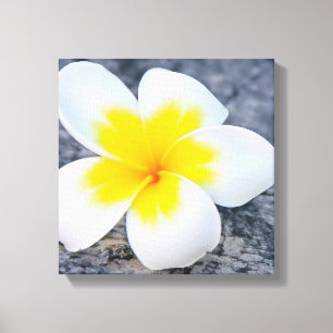 Tropisk Frangipani Blommig Fotografi Canvastryck