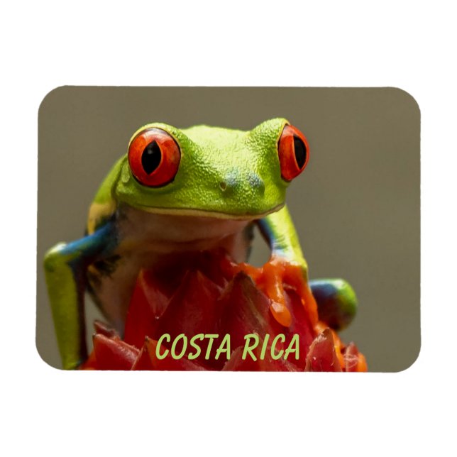 Tropisk groda med Röd Ögon i Costa Rica Magnet (Horisontell)