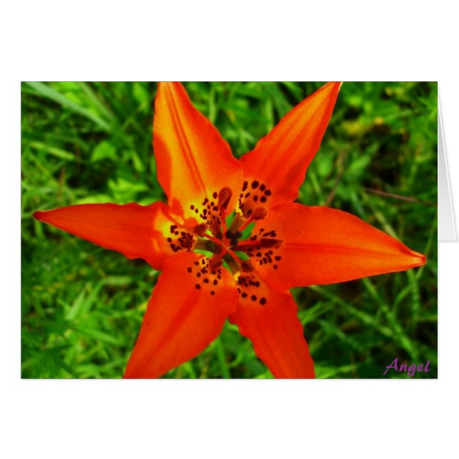 Tropisk grönska OBS kort (Framsidan Horizontal)