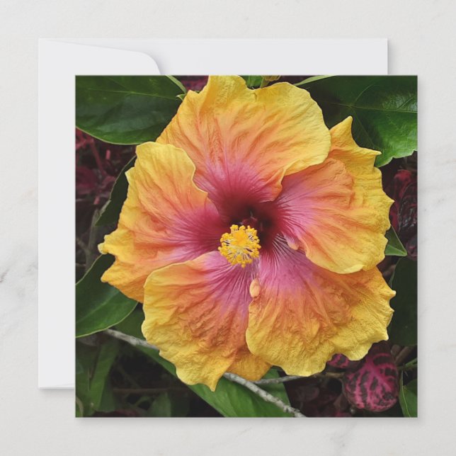 Tropisk hibiscus-blomma kort (Framsida)