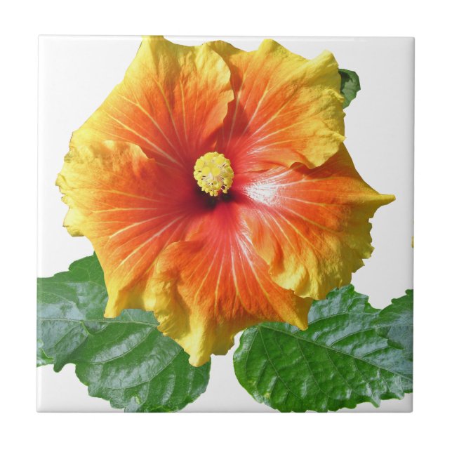 Tropisk Hibiscus Flower Kakelplatta (Framsidan)