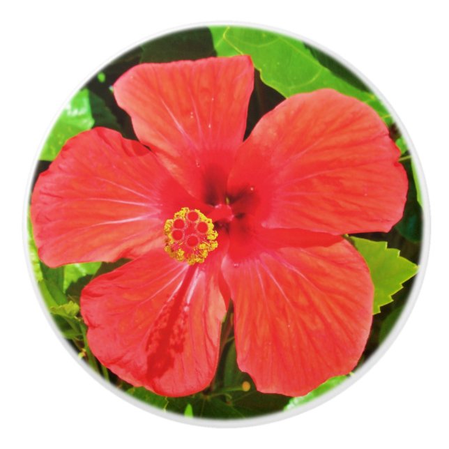 Tropisk Hibiscus Flower Knopp (Framsidan)
