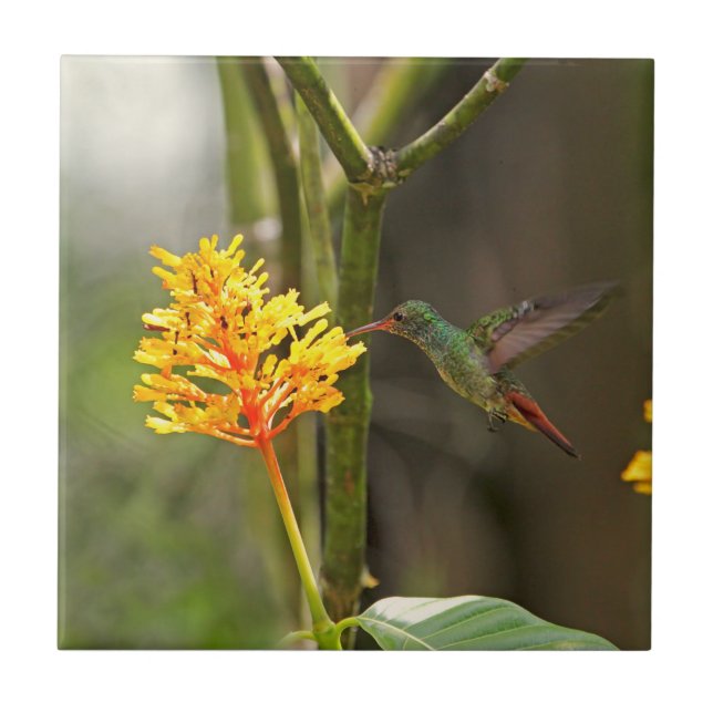 Tropisk Hummingbird och blomma Kakelplatta (Framsidan)