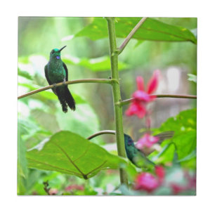 Tropisk Hummingbird och blommor Kakelplatta