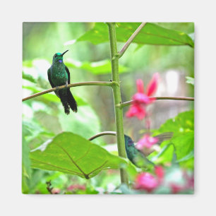 Tropisk Hummingbird och blommor Magnet