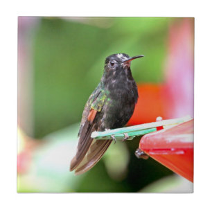 Tropisk Hummingbird på förlagemataren Kakelplatta