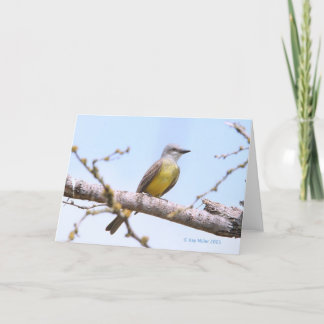 Tropisk Kingbitrd-1-05 Kort