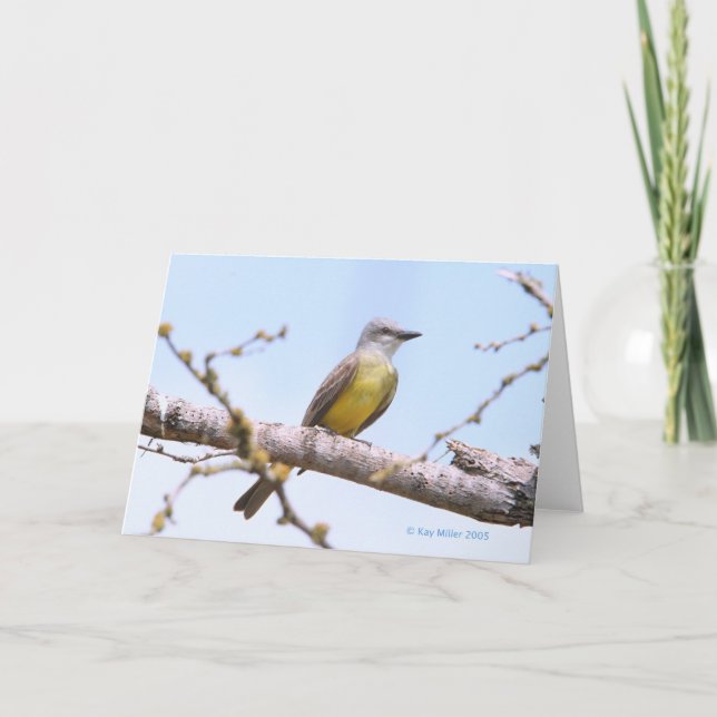 Tropisk Kingbitrd-1-05 Kort (Framsida)