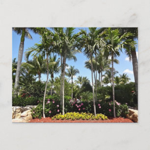 Tropisk Kokosplantage Bonita Springs Florida Vykort