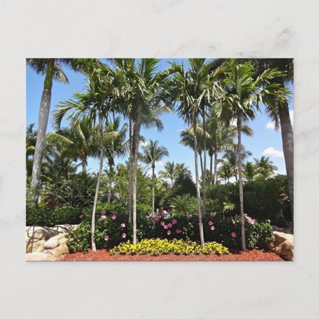 Tropisk Kokosplantage Bonita Springs Florida Vykort (Framsida)