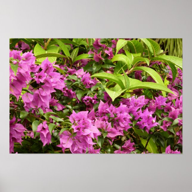 Tropisk lila Bougainvillea Blomma Poster (Framsidan)