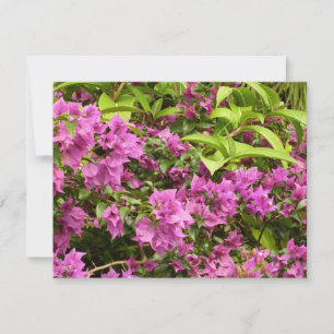 Tropisk Lila Bougainvillea Blommigt