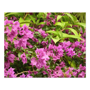 Tropisk Lila Bougainvillea Blommigt Fototryck