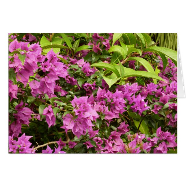 Tropisk Lila Bougainvillea Blommigt Hälsningskort (Framsidan Horizontal)
