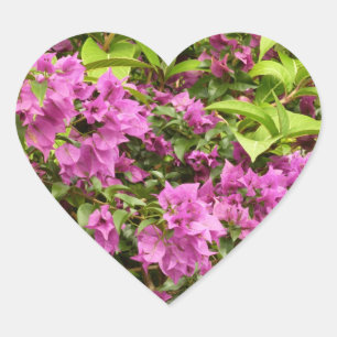 Tropisk Lila Bougainvillea Blommigt Hjärtformat Klistermärke