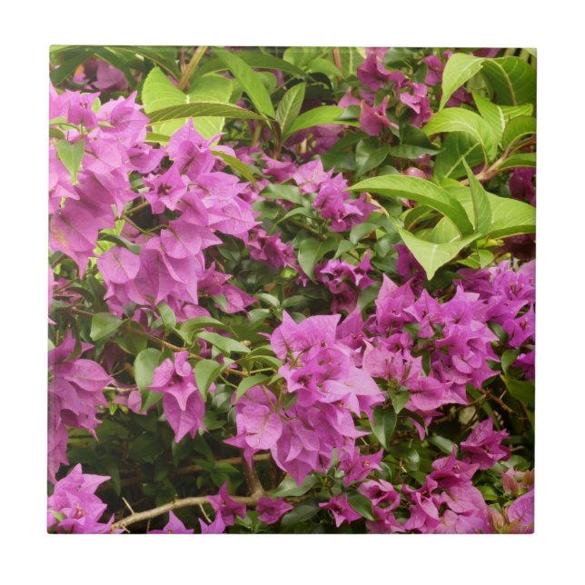 Tropisk Lila Bougainvillea Blommigt Kakelplatta (Framsidan)